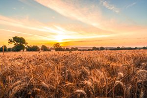 Heatwaves, Harvest & Health: Keeping Farm Teams Safe This Summer