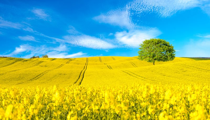 142. Positive Early Results in Sustainable Control of Clubroot Using Chitinous Food Waste