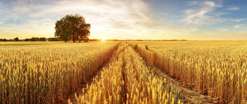 51. Improving predictions for ‘tailor-made’ wheat with AI and big data