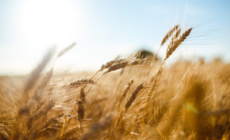 65. What could take UK grain prices higher this spring?