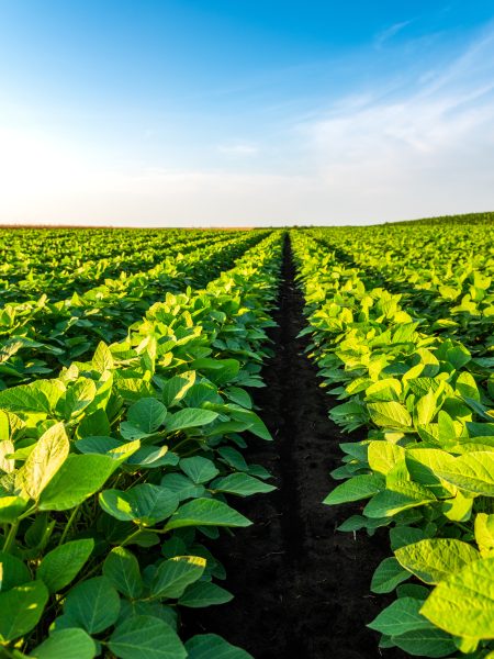 4. Strengthening farmer-led experiments through agronomic and causal inference frameworks