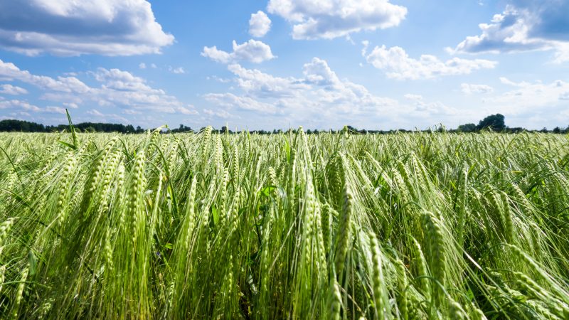 In-field Variable Rate Nitrogen found to deliver ‘limited’ yield benefits