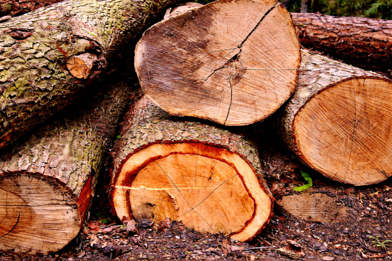 25. Seventeen coniferous tree species show early promise for future commercial timber production in the UK