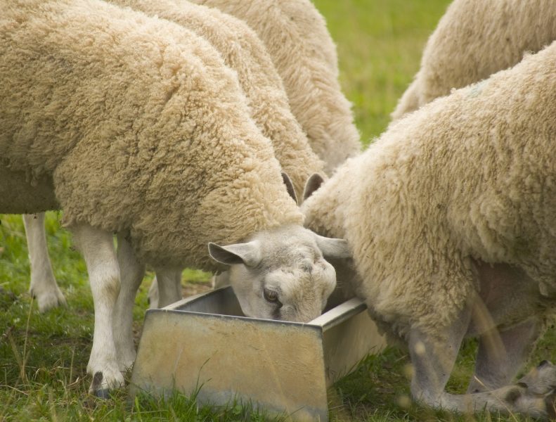 27. Study shows sheep grazing on moorland in the Yorkshire Dales emit lower levels of both methane and carbon dioxide 