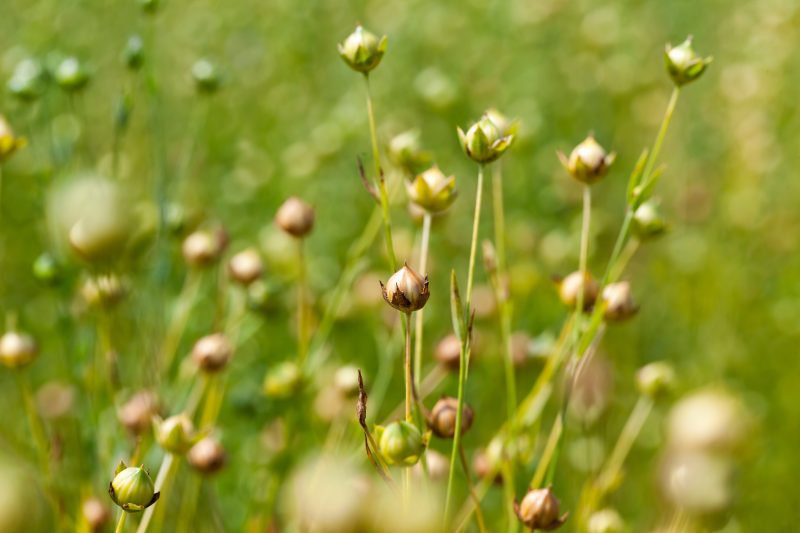 13. Rethinking break crops – Growing fibres in arable rotations