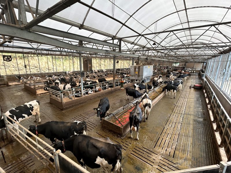 Not all light is equal. How different light wavelengths impact indoor dairy herds