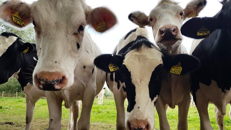 75. Costs of production of all-year-round versus block-calving herds in the United Kingdom