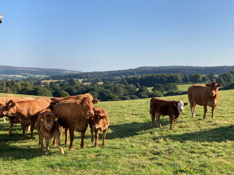 55. Inclusion of rapeseed cake or oil in the diet of beef cattle reduces enteric methane emissions without affecting animal performance