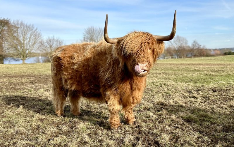 72. How do we measure welfare on farm? Indicators, proxies and gold standards