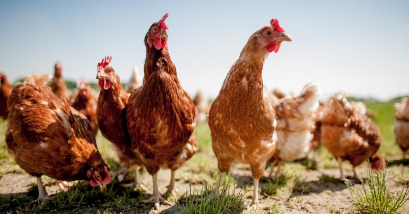 9. Digital Twins for Cows and Chickens: From Hype Cycles to Hard Evidence in Precision Livestock Farming