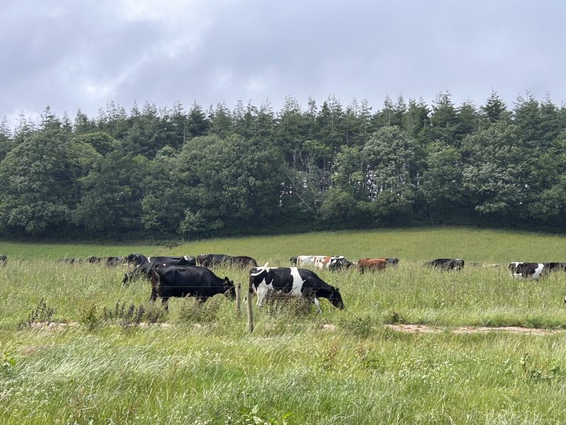 15. RSPCA unveils new standards to ‘give cows more time at pasture’