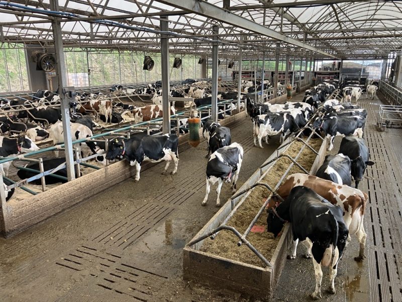 Effects of feeding grass silage- and corn silage-based diets in phenotypically low and high methane emitting Holstein-Friesian dairy cows.