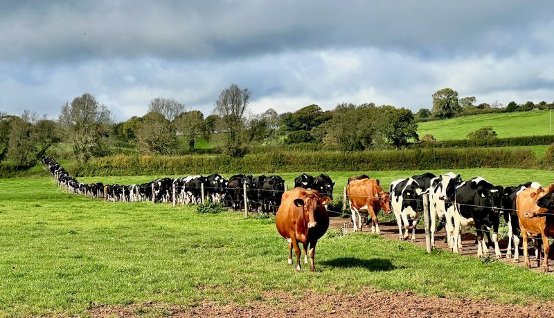 32. Supplemental ultraviolet-B lighting to naturally enhance the vitamin D content of milk of housed dairy cows