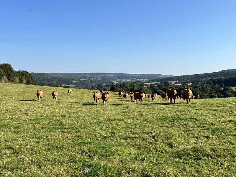 77. Precision Agriculture Through a Real-Time Systems Perspective: A Narrative Review