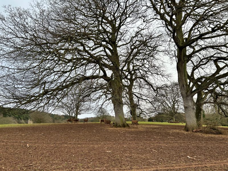 136. Influences affecting management and productivity of red deer, a semi domesticated species in an intensive farming system