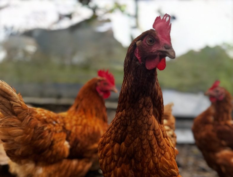 23. Insights into Non-Antibiotic Alternative and Emerging Control Strategies for Chicken Coccidiosis