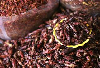 14. Eating insects: A sustainable solution or an overhyped idea?