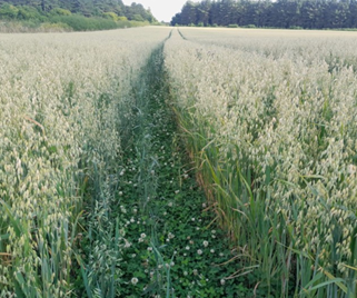 22. LEGUMINOSE Intercropping Trial: new report shows 2024-2025 results