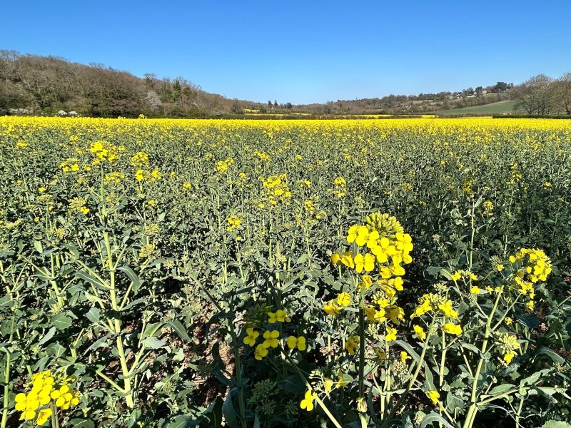 67. YEN Conference 2026 Sessions: Oilseeds Lessons