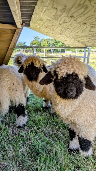 40. Removing livestock from grasslands could compromise long-term soil carbon storage