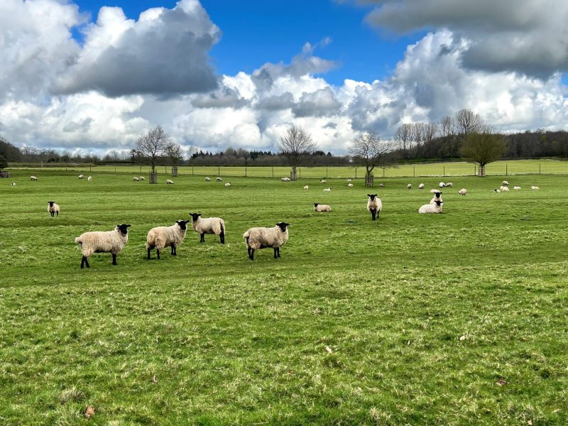 From pasture to plate