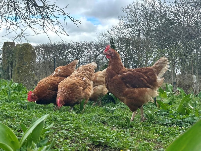 Wageningen U&R study shows: vaccination reduces the risk of avian influenza outbreaks