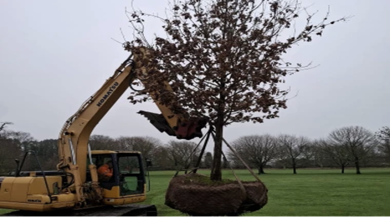57. The challenges in transplanting large trees