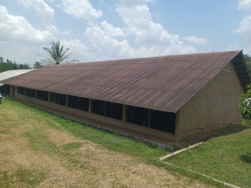 100. Unlocking African Poultry Markets: Opportunities for UK Agri-tech and Value Chain Investment