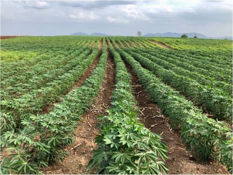 111. From Root to Revenue: Strengthening the Cassava Value Chain through the Ayaya Variety in Southwest Nigeria