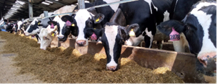 Clays as Additives in Ruminant Feed: A Quantitative Meta-Analysis of Their Effects on Enteric Methane, Digestion, Health and Productivity
