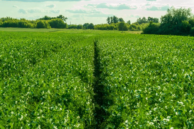 138. Unlocking pea and bean potential – lessons learnt about pulse crop performance