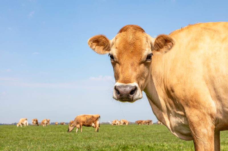 Dairy: Key takeaways from the 2026 Eucolait General Assembly – reflections from a GB perspective