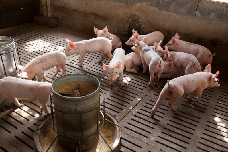 124. Oregano, rosemary and ‘time’: Long-term swine study shows natural-compound benefits