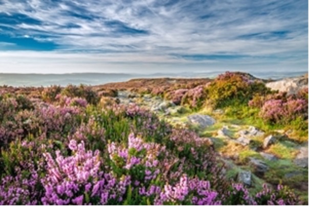 How burning and cutting heather affect vegetation on grouse moors