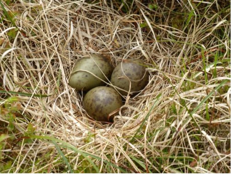 Big Farmland Bird Count 2026: The results