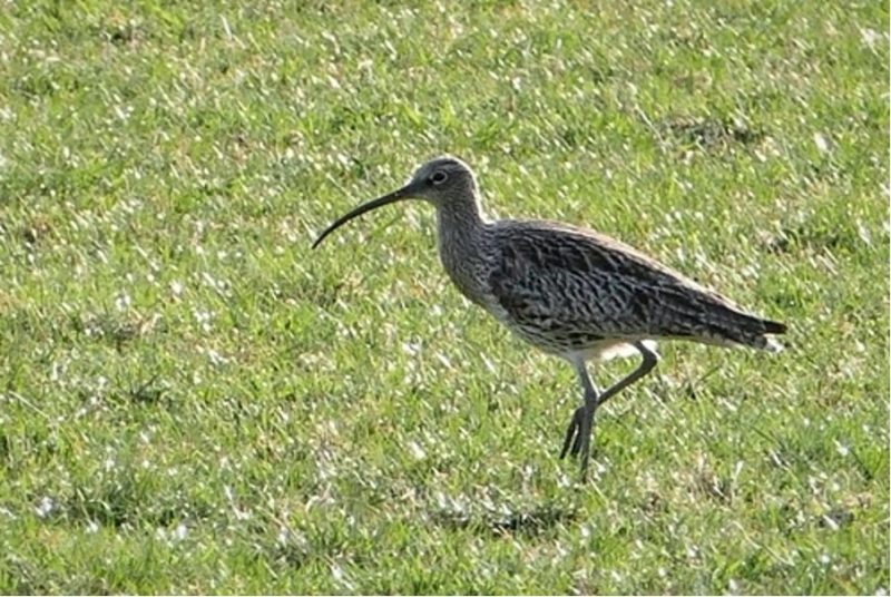 157. The life cycle of the curlew – and the challenges they face at every step