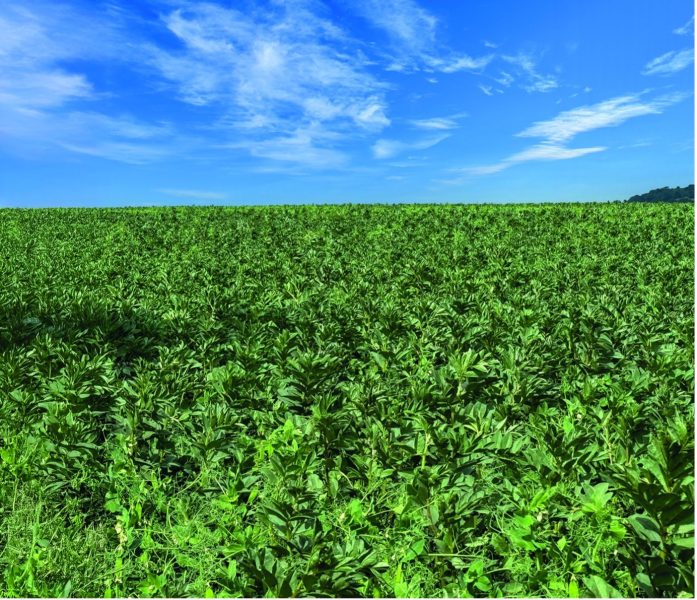 Intercropping for protein yield resilience: peas, beans and cereals in a changing climate