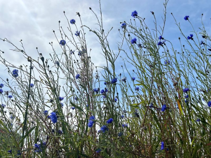 What the Latest Biodiversity Net Gain Changes Mean for Farmers
