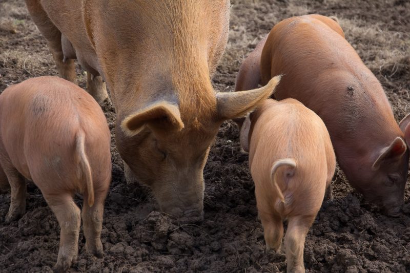 Review: The roles of individuality and social life in shaping positive animal welfare in livestock species