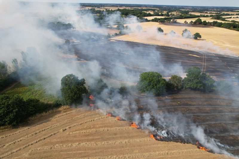 Cow-sharing scheme uses cattle to tackle Welsh wildfire risk