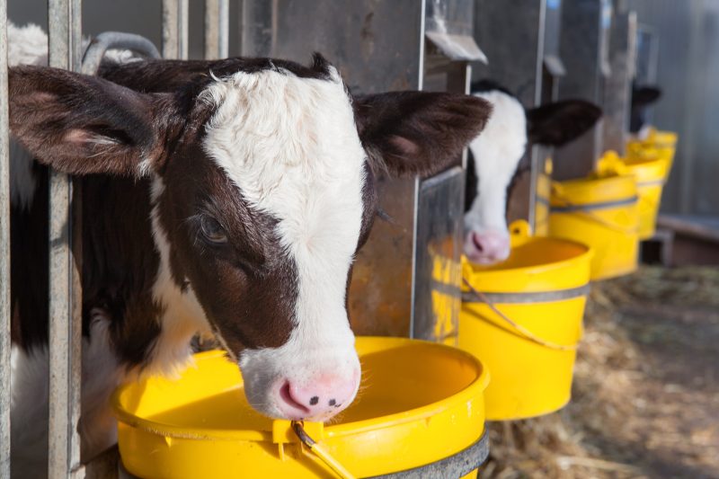 The paradigm shift in calf nutrition: Redefining energy and protein nutrition in the dairy calf