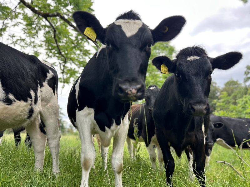 Dairy profits mask huge volatility