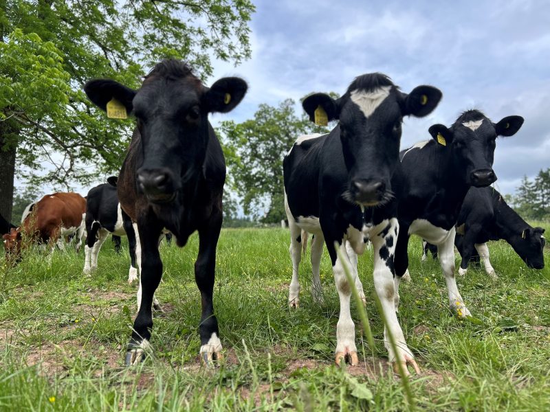 Welsh bovine TB pilots extended after early success