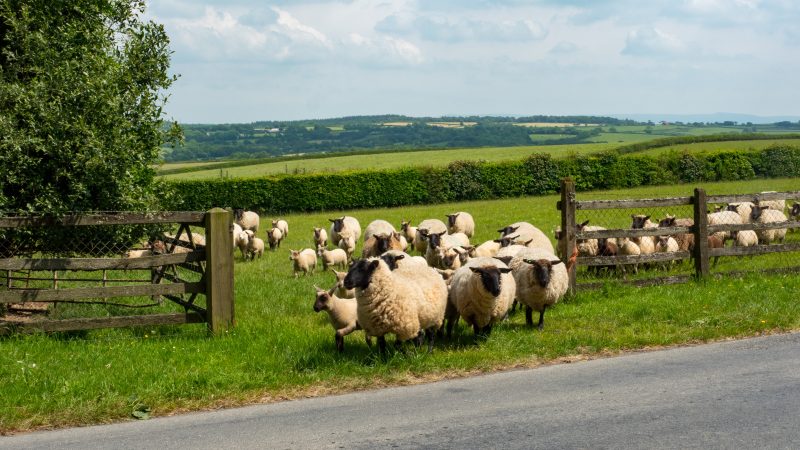 How can farmers reduce chemical use when treating flystrike in livestock?