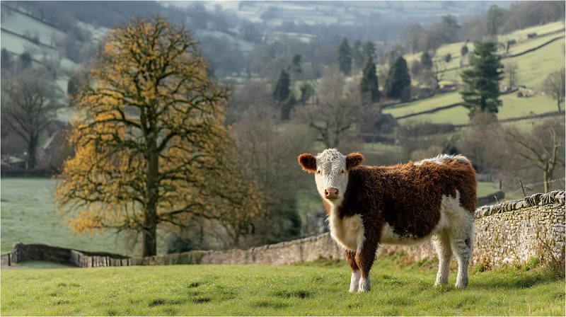 How has volatility in store cattle prices affected profitability on farm? Beef market update
