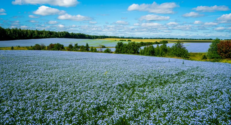 Alternative Crops: Diversifying Rotations for Profitability and Resilience