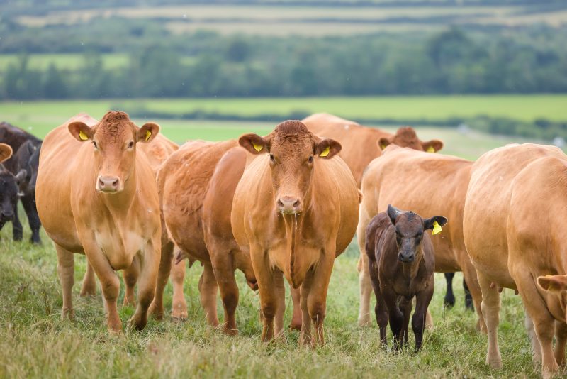 Andersons Meadow Farm Update June 26