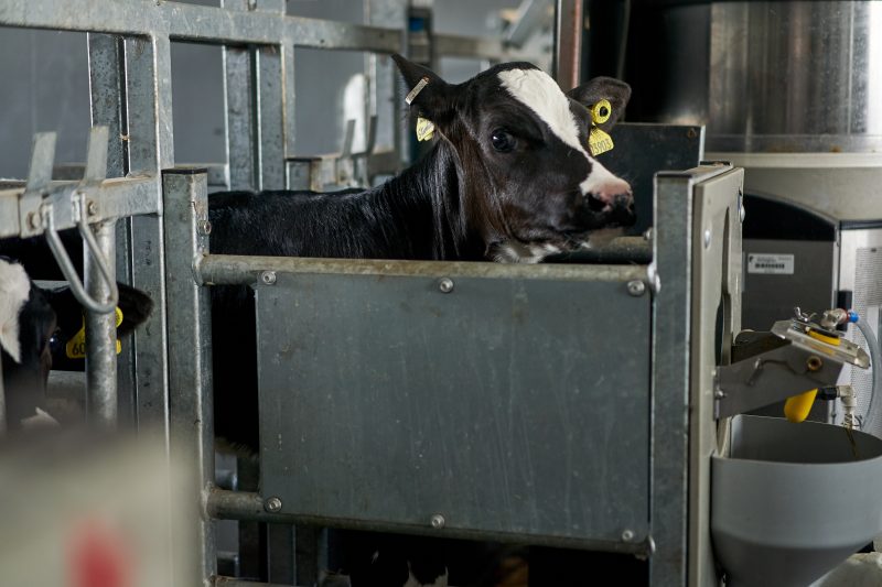 Invited review: Unlocking the biological potential of dairy calves through elevated and ad libitum milk feeding
