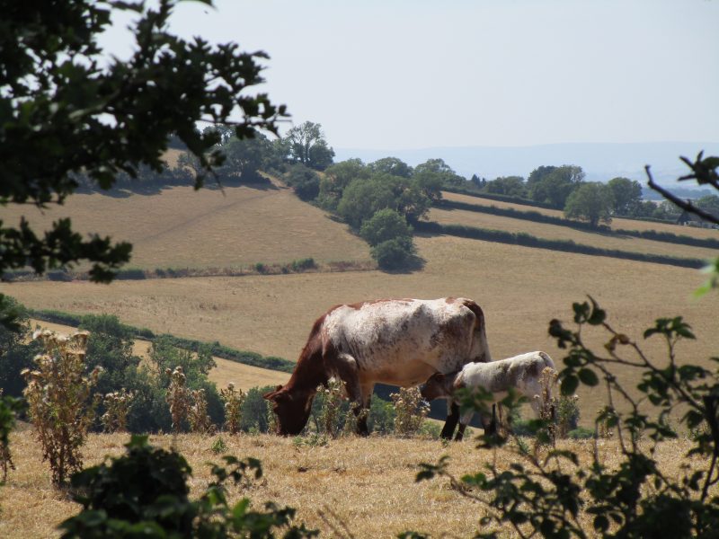 Positive changes seen as Agrisgôp Group focuses on supporting farmers’ wellbeing