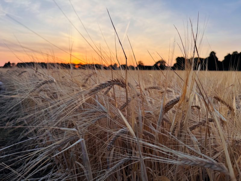 New Study Challenges Assumptions About Climate-Smart Farming